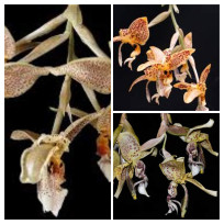 KIT 3 Stanhopeas - Adultas