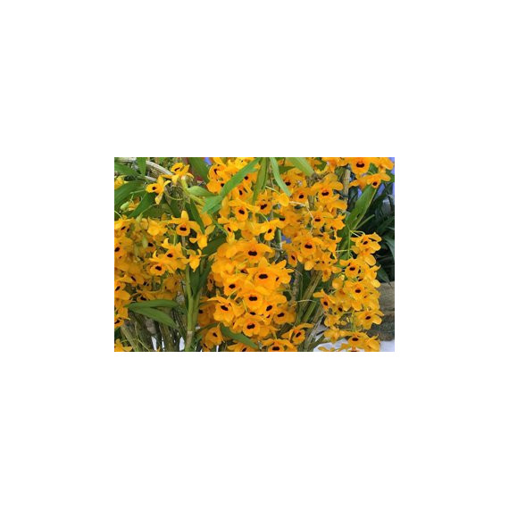 Dendrobium Fimbriatum- AD ( Grande Porte)