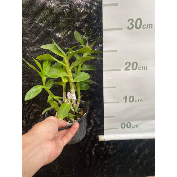 Dendrobium Purpureum Albo  - NBS