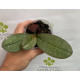 Phalaenopsis Little Mary - NBS