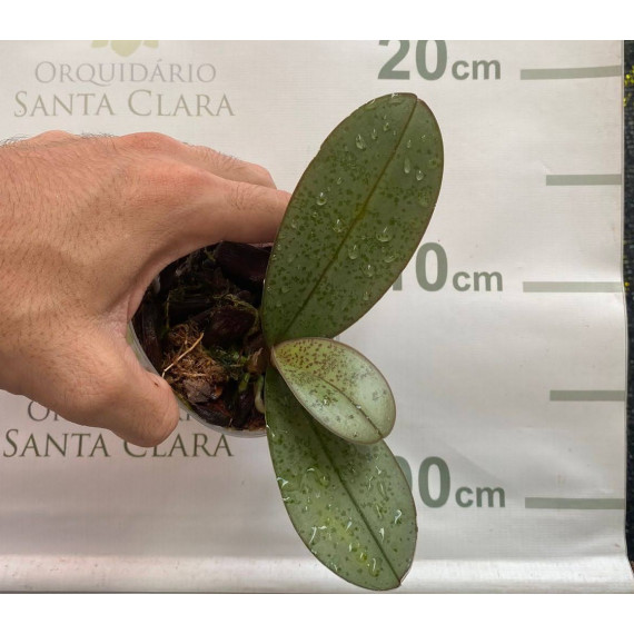 Phalaenopsis Little Mary - NBS