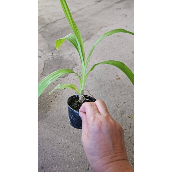 Peristeria Elata - Orquídea Espirito Santo (pre...