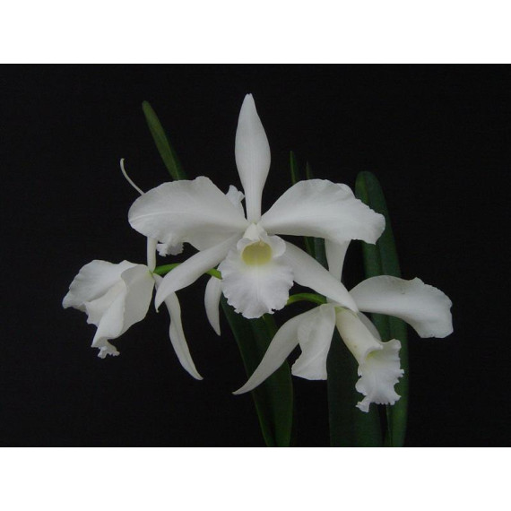 Laelia Purpurata Alba  - Pre adulta