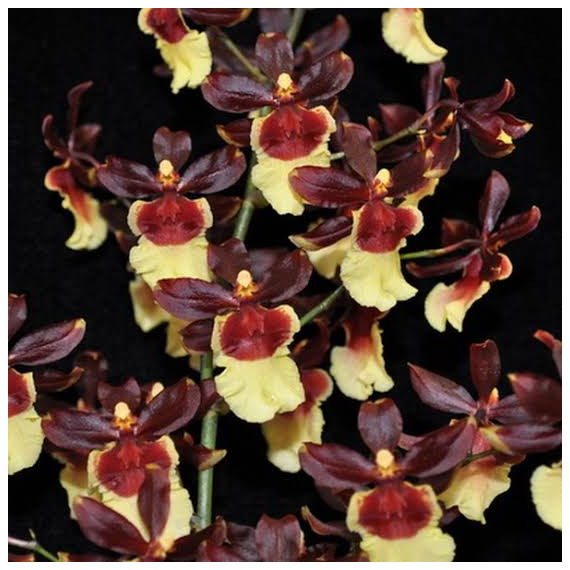 Oncidium Volcano H. Halau Queen - Com Haste Floral
