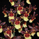 Oncidium Volcano Hula Halau - Haste Floral