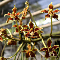 Paraphalaenopsis  Labukensis - Sdl