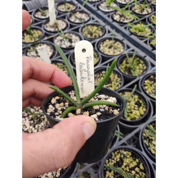 Paraphalaenopsis  Labukensis - Sdl