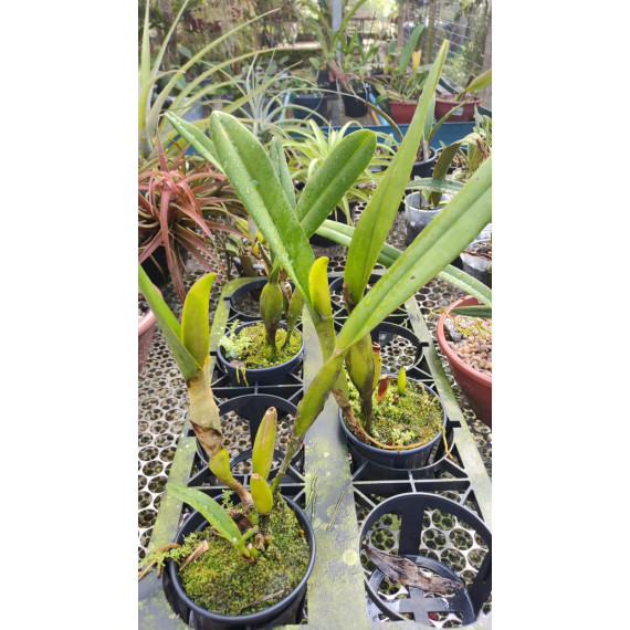 Laelia Perrini var. semi alba - AD