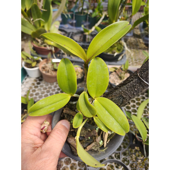 Cattleya Aclandiae - NBS