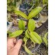 Cattleya Aclandiae - NBS