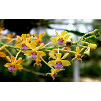 Vanda Testácea - Sdl