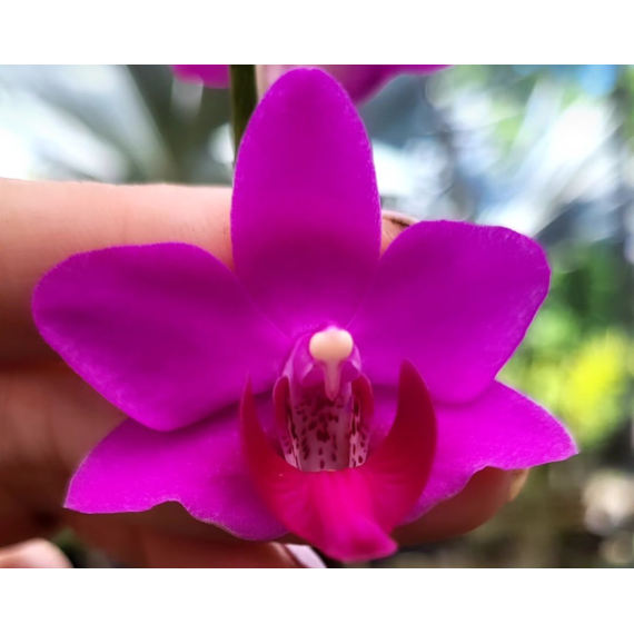 Doritis Kyoto x Pulcherrima - AD