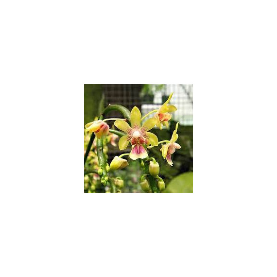 Phalaenopsis Deliciosa var. Hookeriana