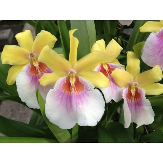 Miltonia Flavescens - Corte