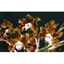 Schomburgkia Crispa var. Coerulea - AD