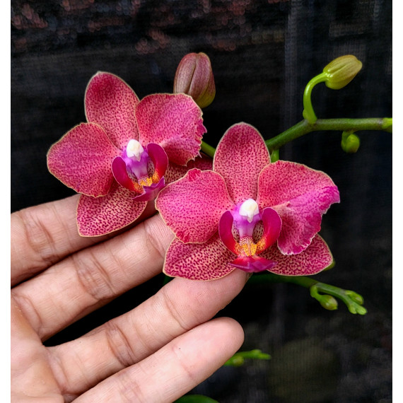 Phalaenopsis Miki Fire Eye "905" c/ Haste Floral