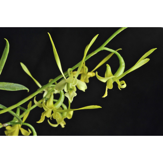 Dendrobium Archipelagensis - Haste Floral