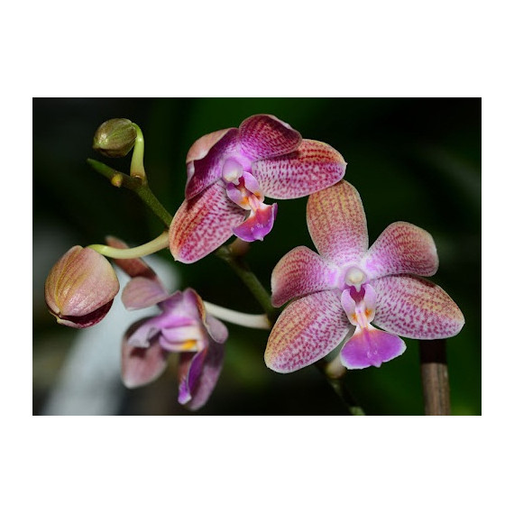 Phalaenopsis Marie Linden - Haste Floral