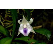 Cochleantes Candida - T3