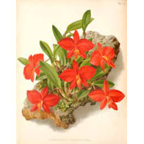 Kit 3 Espécies de Sophronits