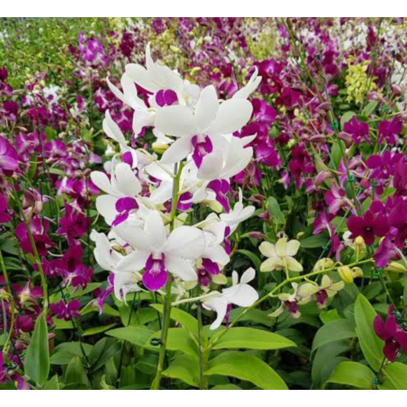 Denphal com Haste Floral - Saldão