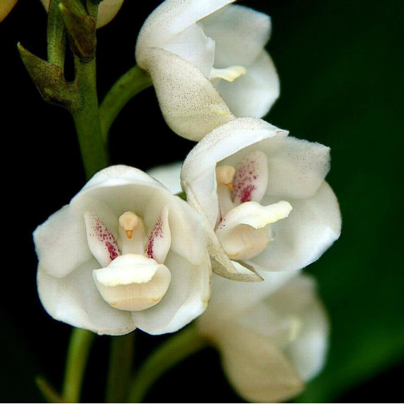 Peristeria Elata T3 - Orquídea Espirito Santo