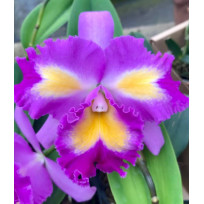 Blc Nobiles Ornament Felicidade - AD