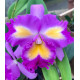 Blc Nobiles Ornament Felicidade - AD