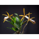 Cattleya Araguaiensis - Sdl