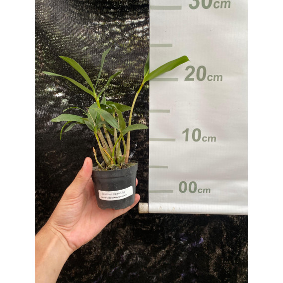 Dendrobium Kingianum Rosa - AD