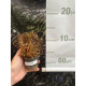 Tilandsia Crispa touceirinha