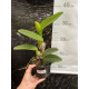 Blc Nobiles Ornament Felicidade - AD