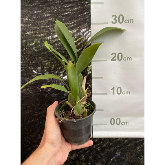 Oncidium Jorge Verboonem - AD