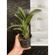 Oncidium Jorge Verboonem - AD