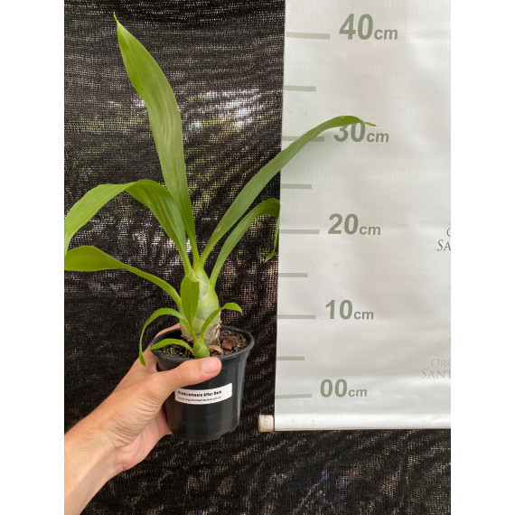 Fredclarckeara After Dark - AD