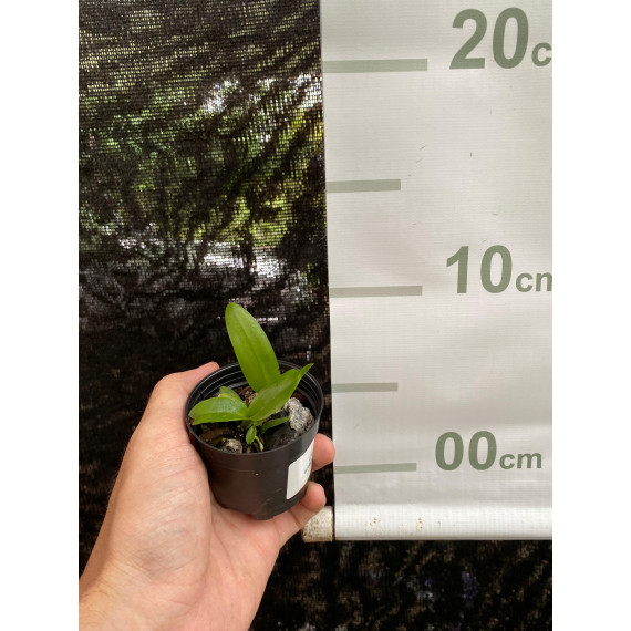 Cattleya Araguaiensis - Sdl