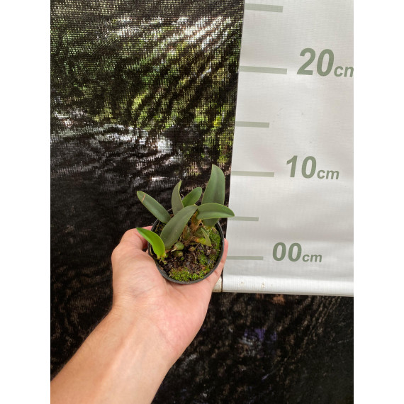 Sophronitis Brevipedunculata - AD