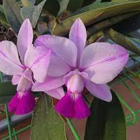 Cattleya Walkeriana  Orlando Mazeto x Aquini Gifu - Adulta