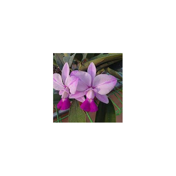 Cattleya Walkeriana  Orlando Mazeto x Aquini...