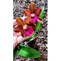 Cattlianthe Loog Tone - AD (saldão)