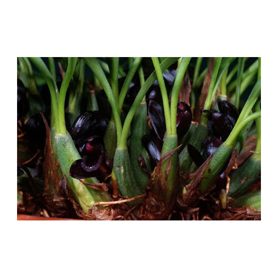 Maxillaria Schunkeana (Orquidea Negra)