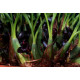 Maxillaria Schunkeana (Orquidea Negra)