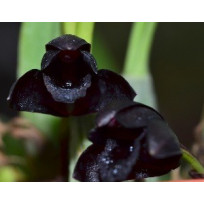 Maxillaria Schunkeana (Orquidea Negra) 