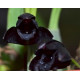 Maxillaria Schunkeana (Orquidea Negra) 