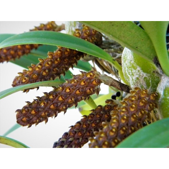 Bulbophyllum Crassipes - AD