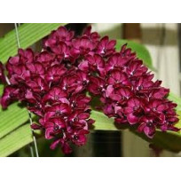 Rhynchostilis Gigantea Red - Final de Lote (Avaria)