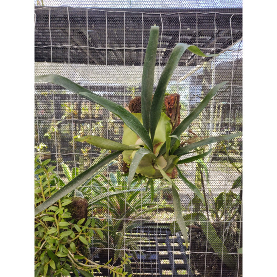Platycerium Oramo na placa