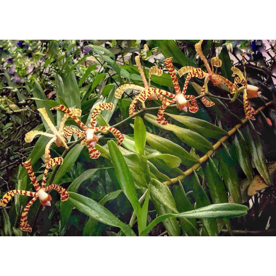 Arachnis Maggie Oei - Muda (15 cm)