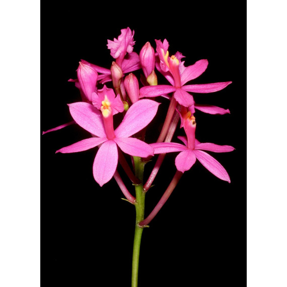 Epidendrum Denticulatum - Muda