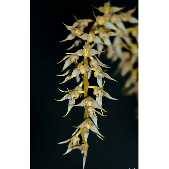 Bulbophyllum Gibbosum - AD